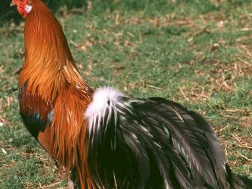 עולם האווז- מהביצה לאפרוח